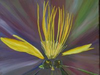 3 Trollblume